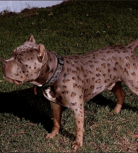 rolex the leopard bully dog|Leopard Pitbull, Merle & Leopard Bully Breeds: A Deep Dive!.